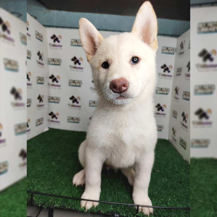 MKA Shiba Inu Puppy (Female) For Sale