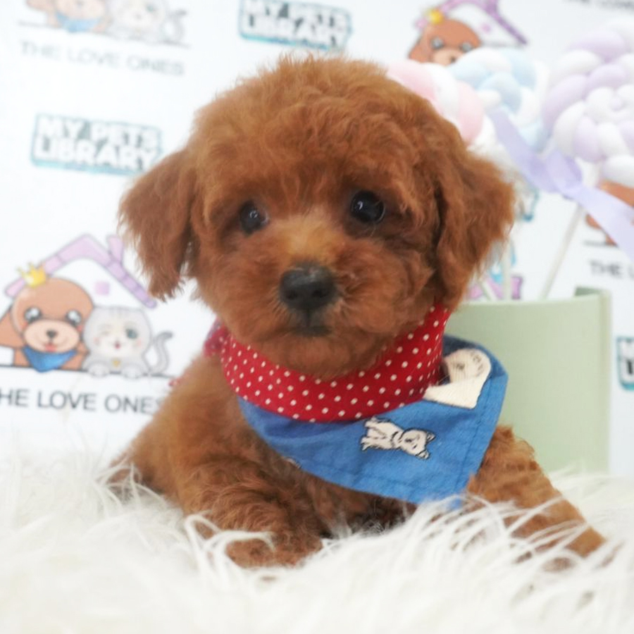 MKA Tiny Poodle Puppy (Male) For Sale