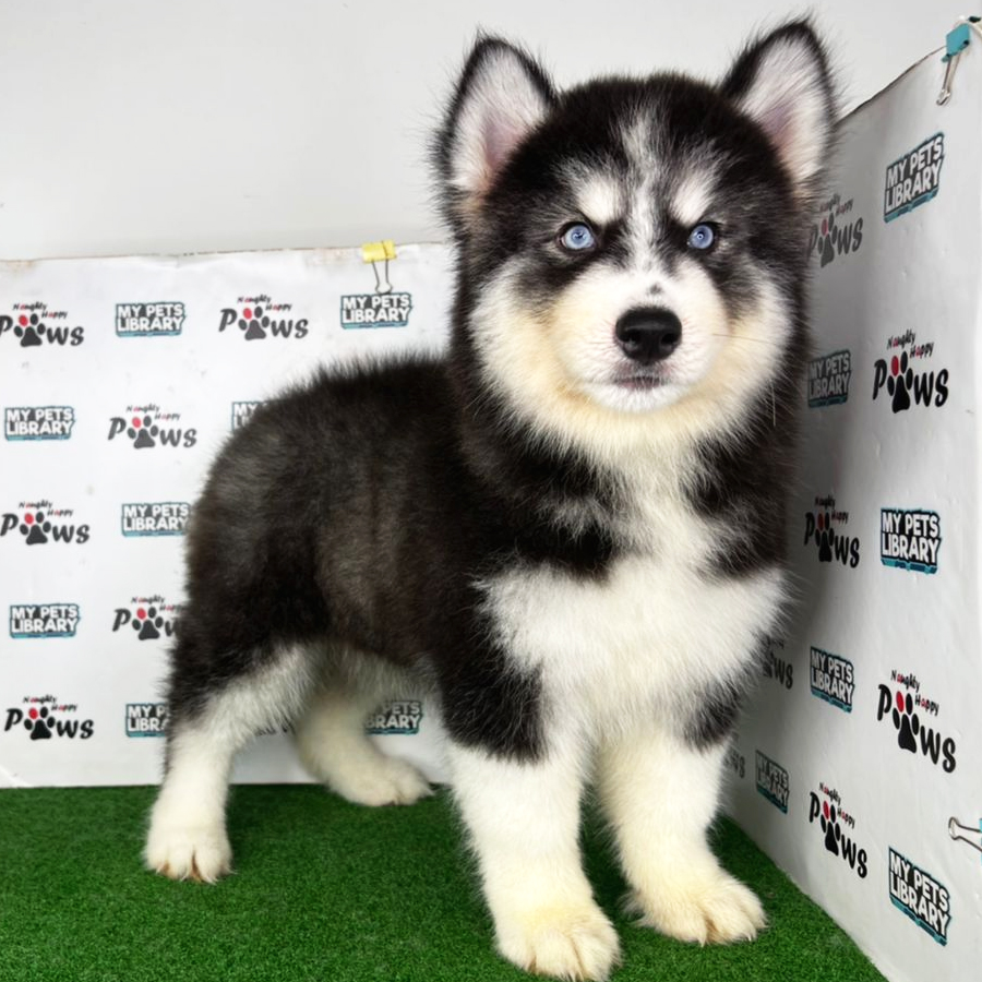 Wooly Husky Puppy (Female) For Sale