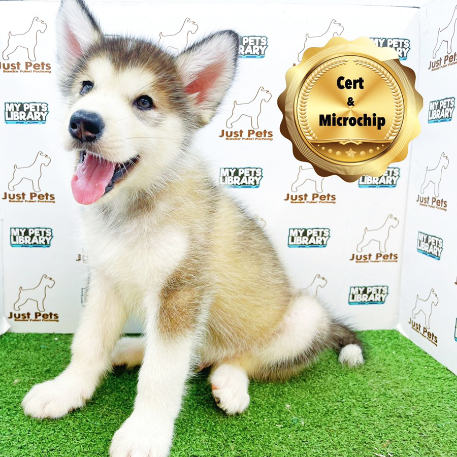 MKA Alaskan Malamute Puppy (Male) For Sale