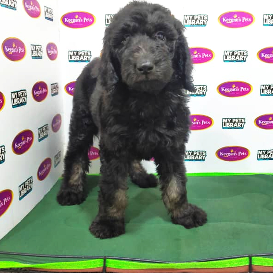 Standard Poodle Puppy (Female) For Sale