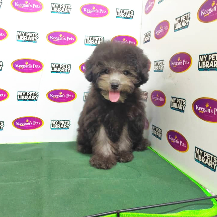 MKA Toy Poodle Puppy (Female) For Sale