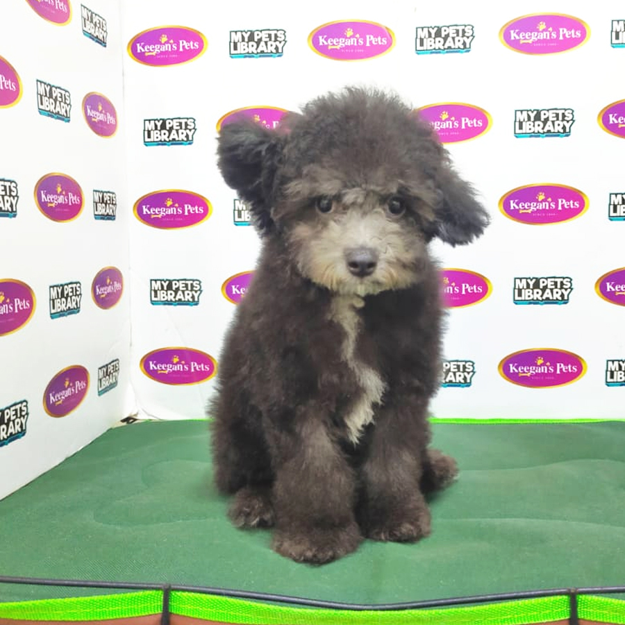 MKA Toy Poodle Puppy (Female) For Sale