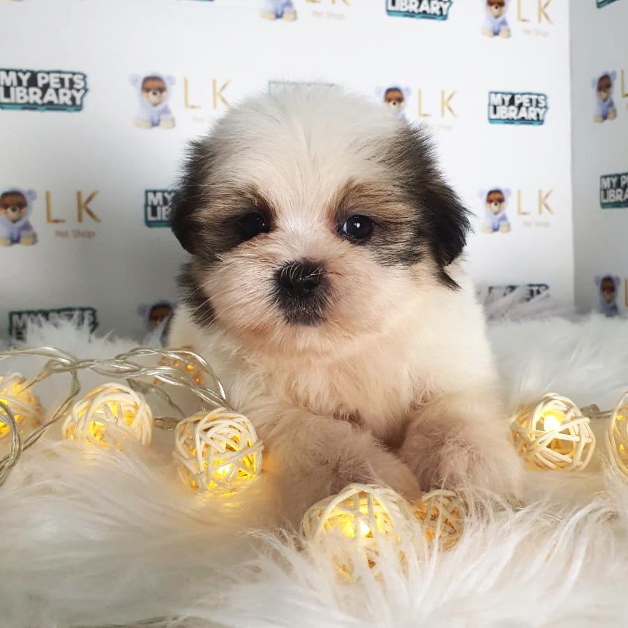 Shih Tzu Puppy (Female) For Sale