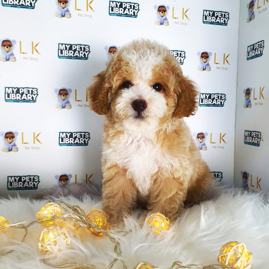 Toy Poodle Puppy (Male) For Sale