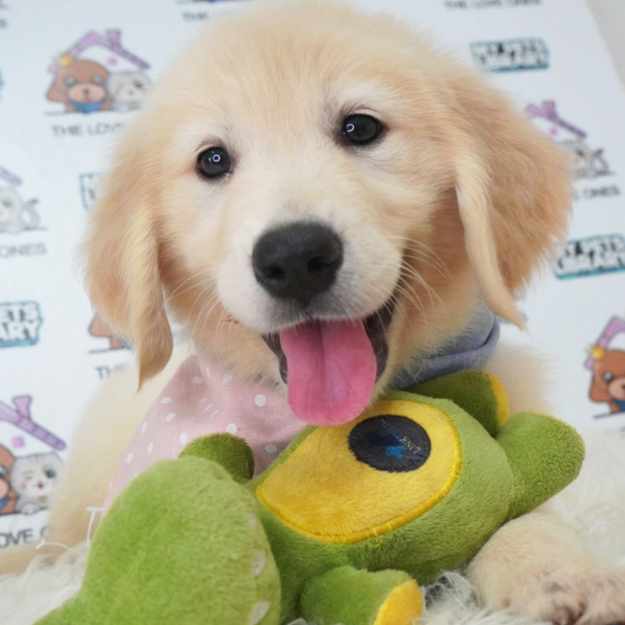 MKA Golden Retriever Puppy (Female) For Sale