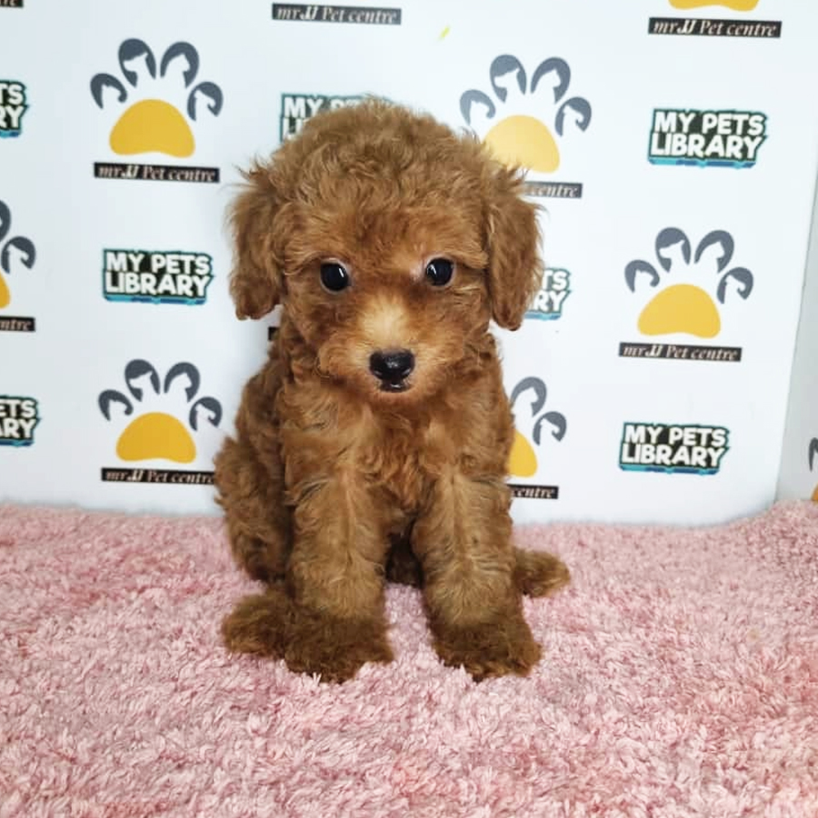 Toy Poodle Puppy (Female) For Sale