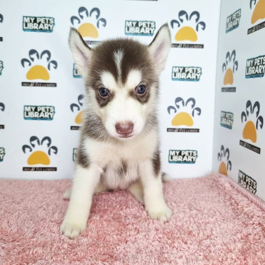 Siberian Husky Puppy (Female) For Sale