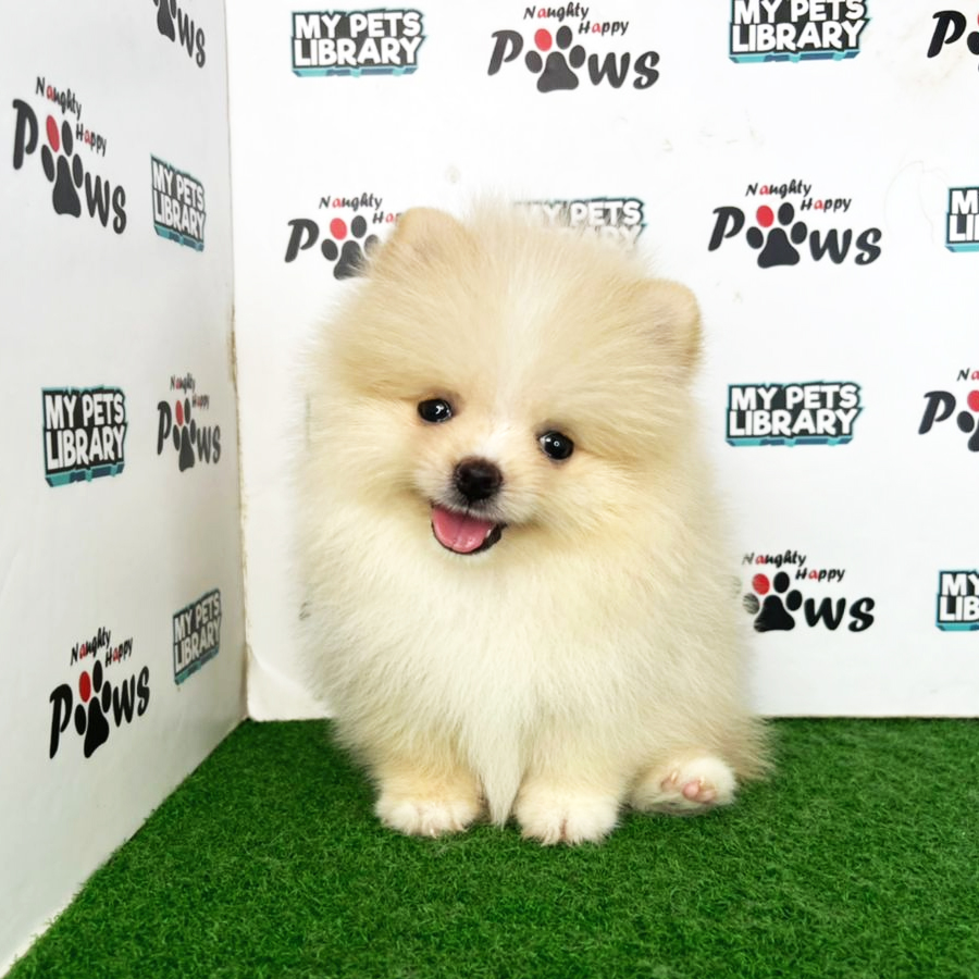 Pomeranian Puppy (Male) For Sale
