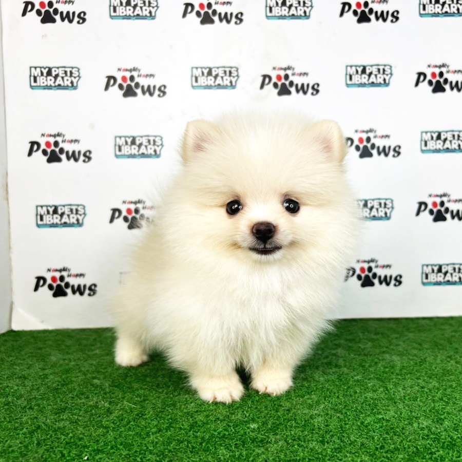 Pomeranian Puppy (Male) For Sale