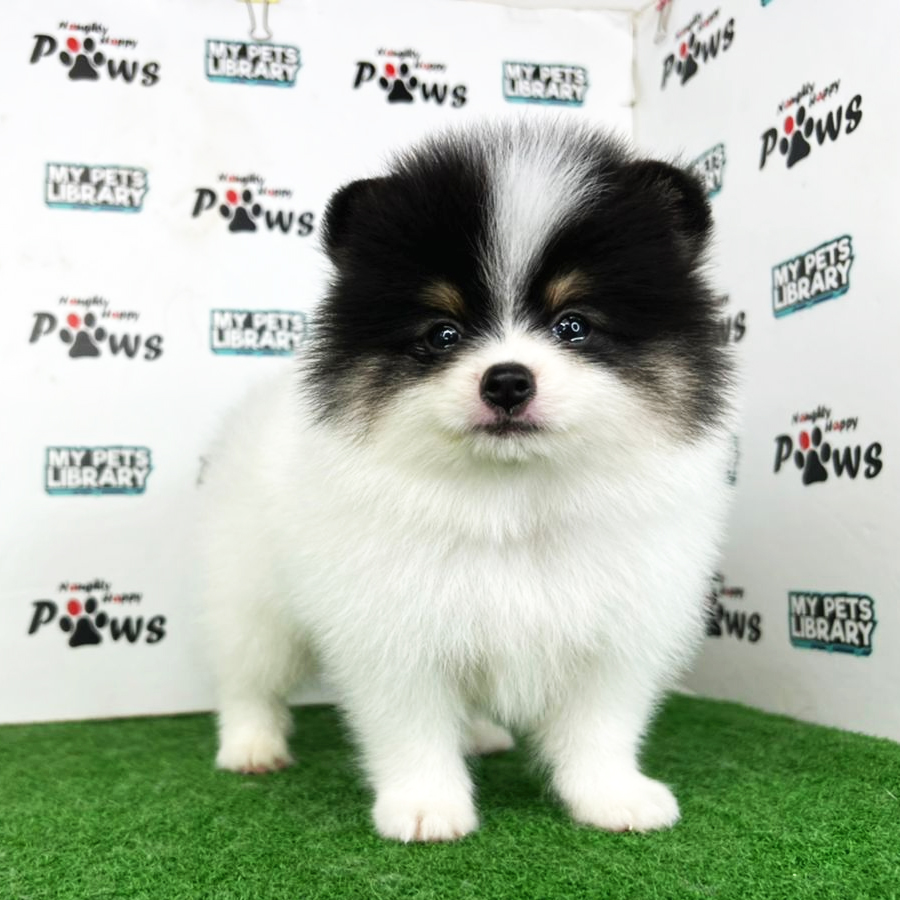 Pomeranian Puppy (Male) For Sale