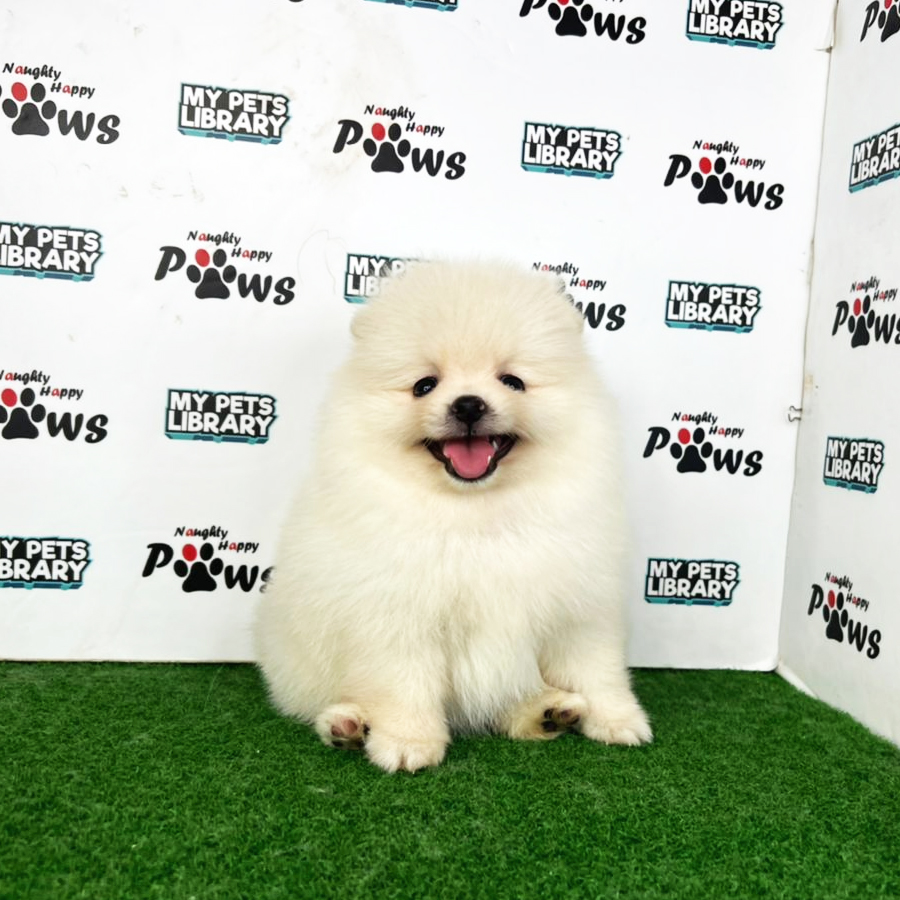 Pomeranian Puppy (Female) For Sale