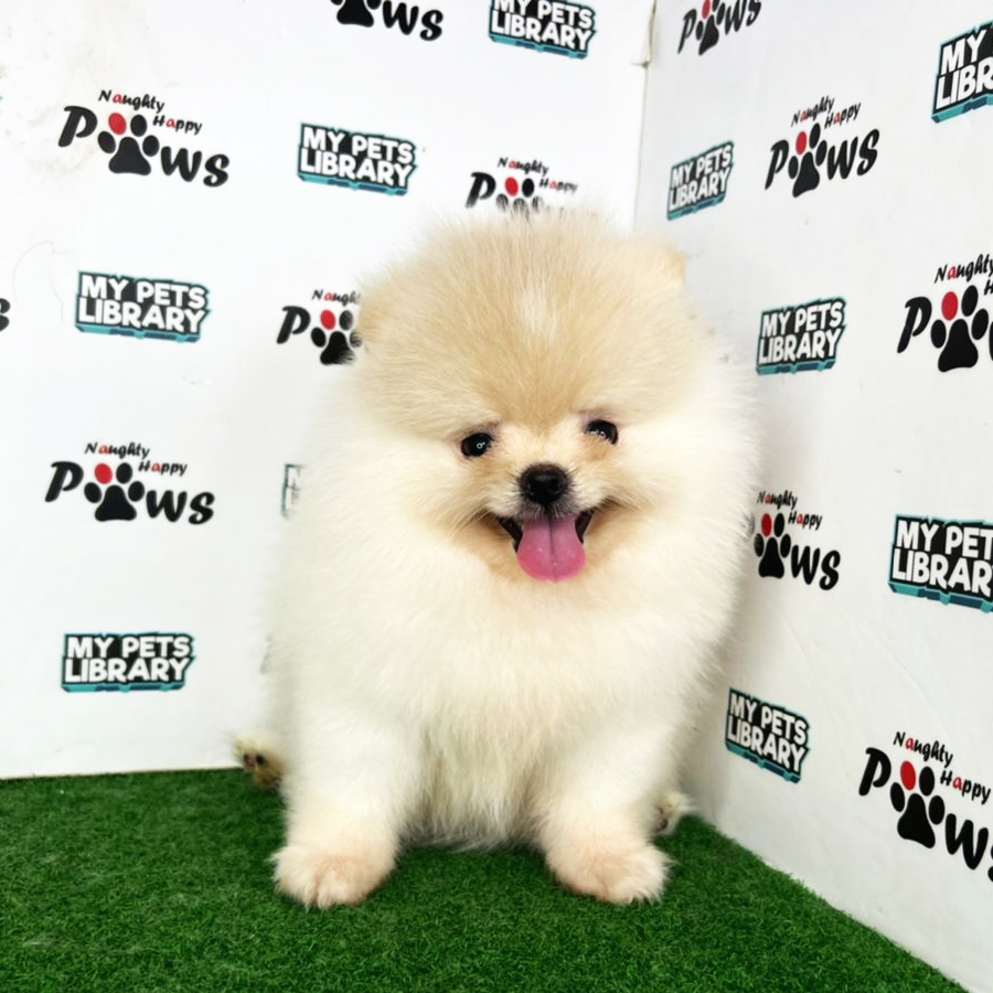 Pomeranian Puppy (Female) For Sale