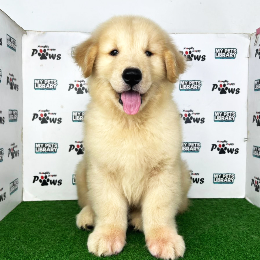 Golden Retriever Puppy (Male) For Sale
