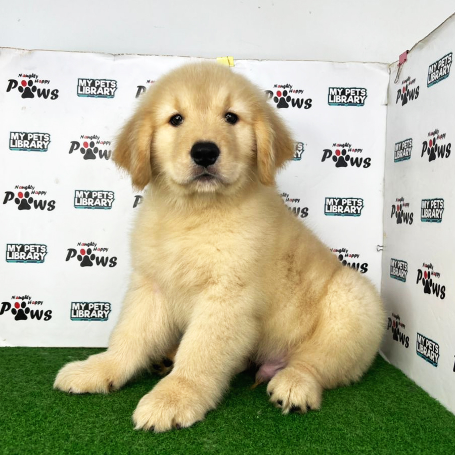 Golden Retriever Puppy (Male) For Sale