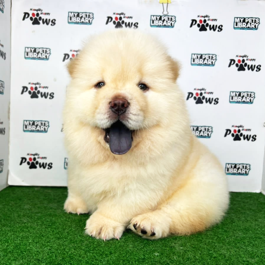 Chow Chow Puppy (Male) For Sale