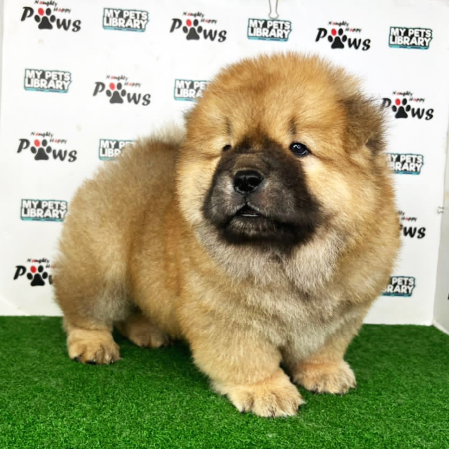 Chow Chow Puppy (Male) For Sale