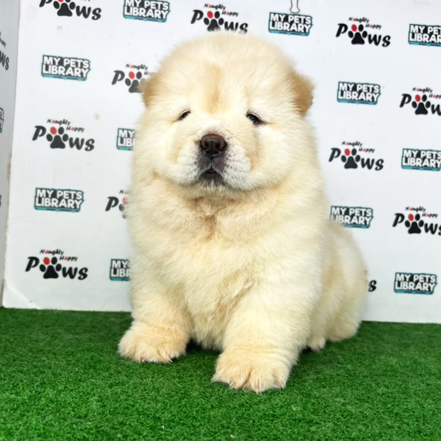 Chow Chow Puppy (Female) For Sale