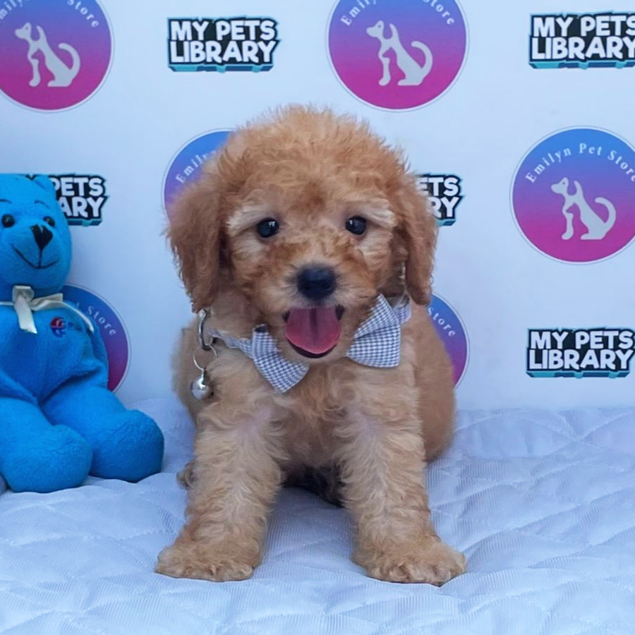 Toy Poodle Puppy (Male) For Sale