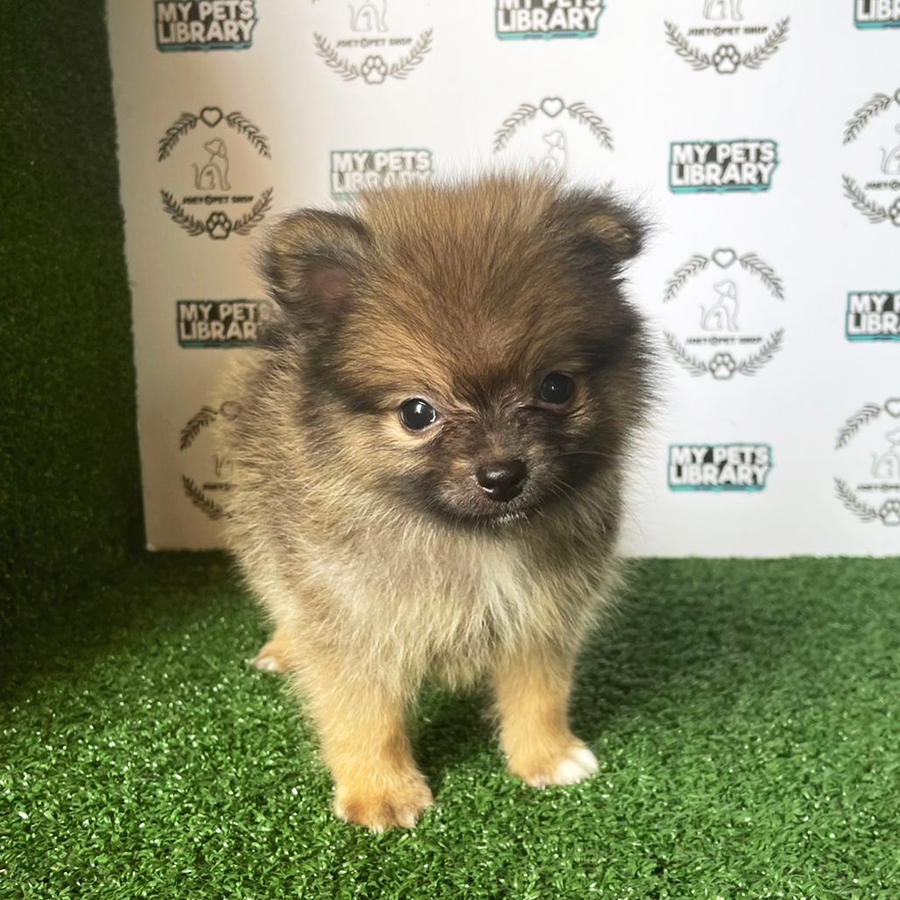 Pomeranian Puppy (Male) For Sale