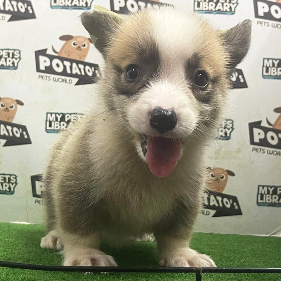 Welsh Corgi Puppy (Male) For Sale