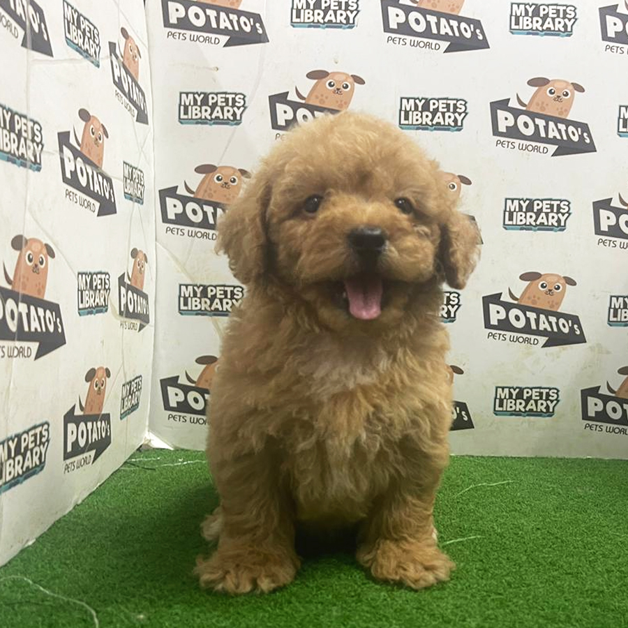 Toy Poodle Puppy (Male) For Sale
