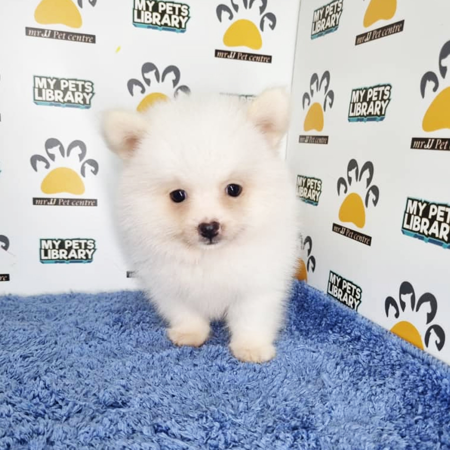 Pomeranian Puppy (Male) For Sale