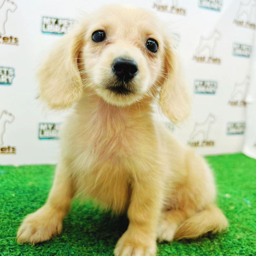 Long Coat Dachshund Puppy (Male) For Sale