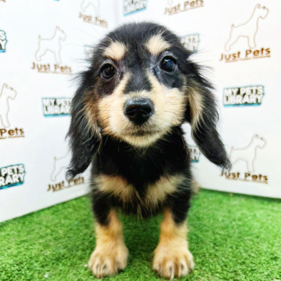 Long Coat Dachshund Puppy (Male) For Sale