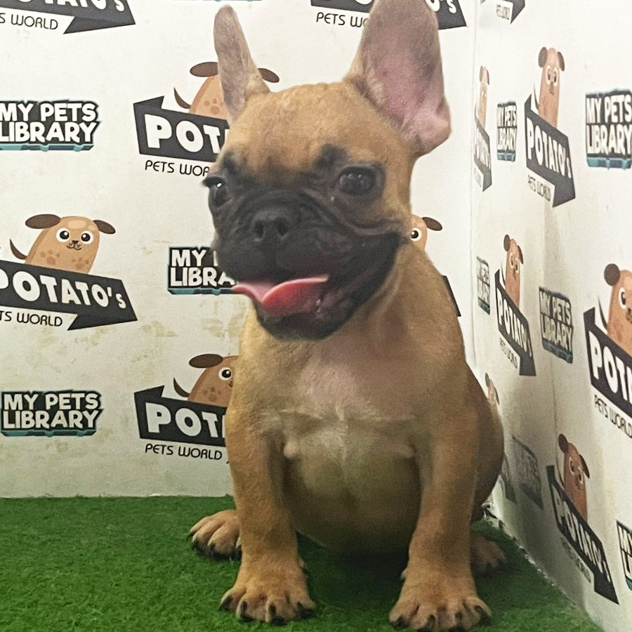 French Bulldog Puppy (Female) For Sale