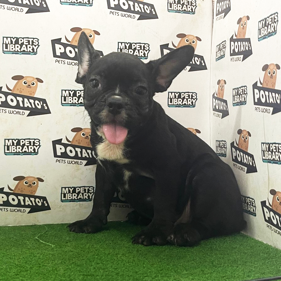 French Bulldog Puppy (Male) For Sale