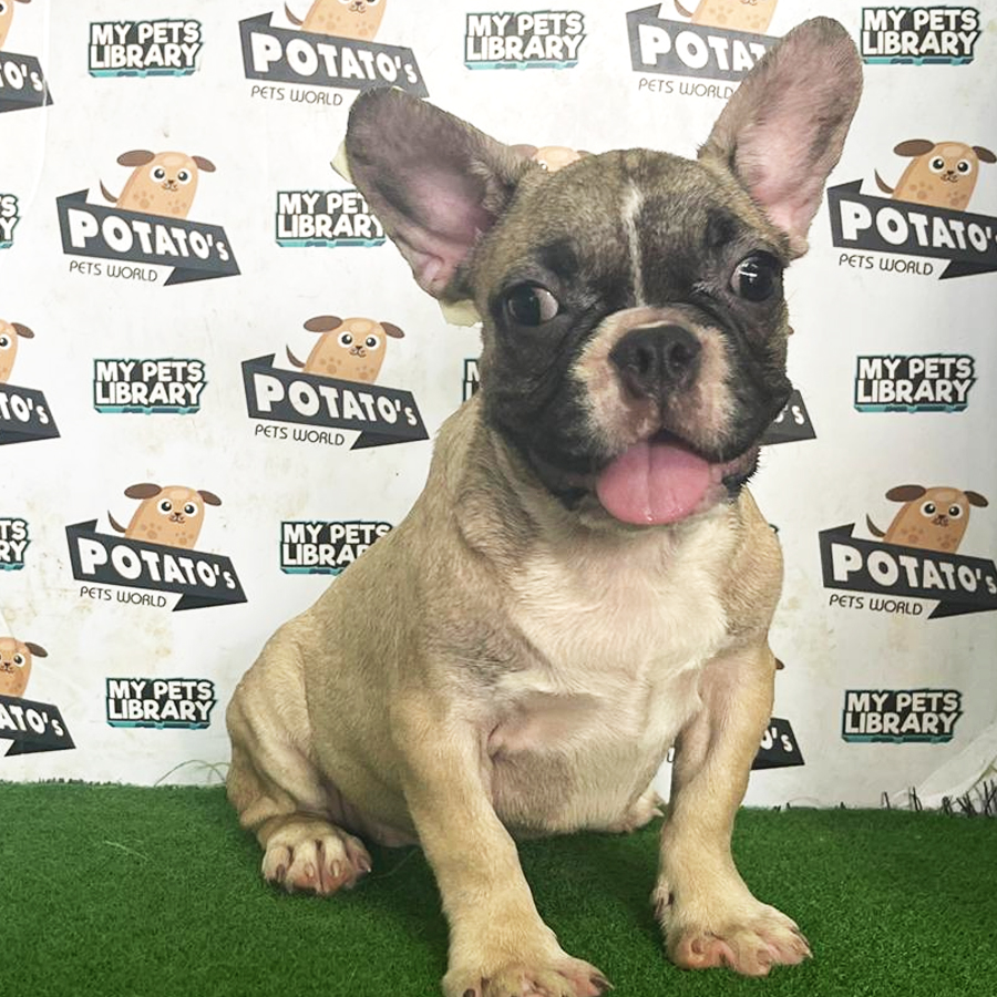 French Bulldog Puppy (Female) For Sale