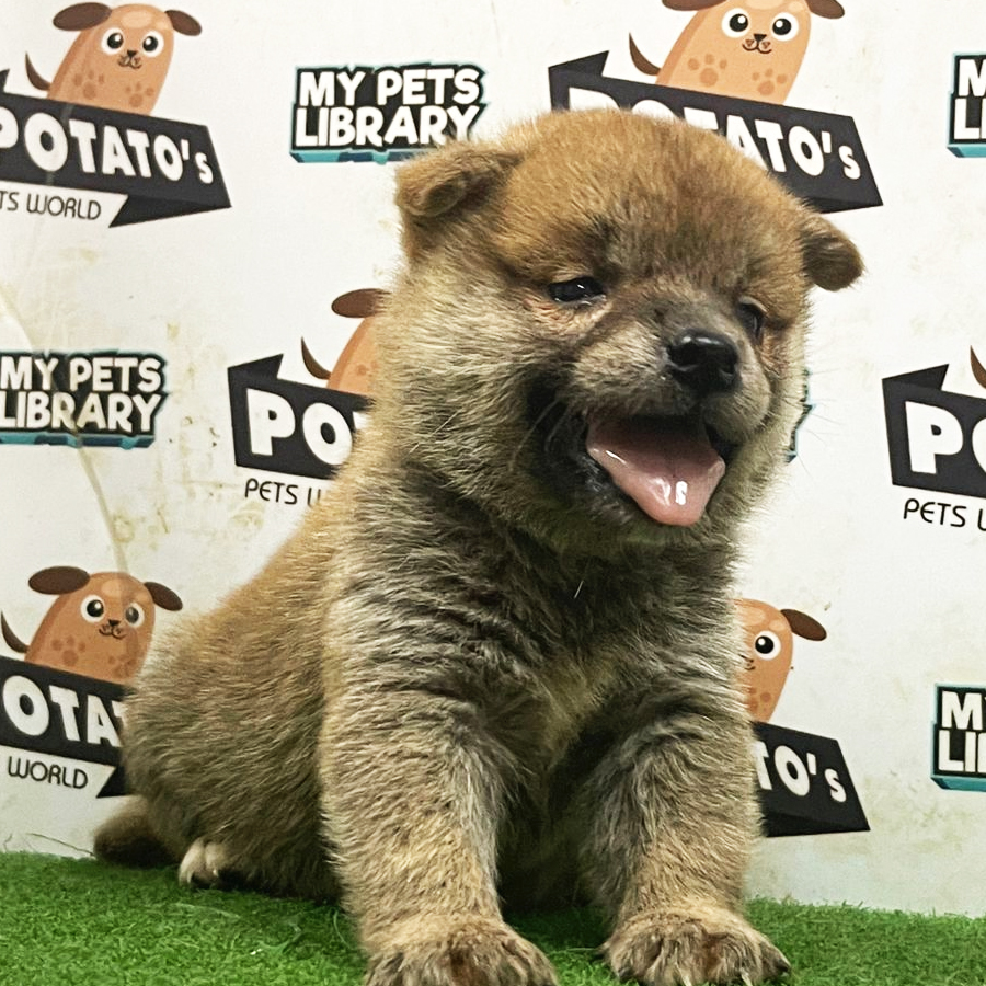 Shiba Inu Puppy (Male) For Sale