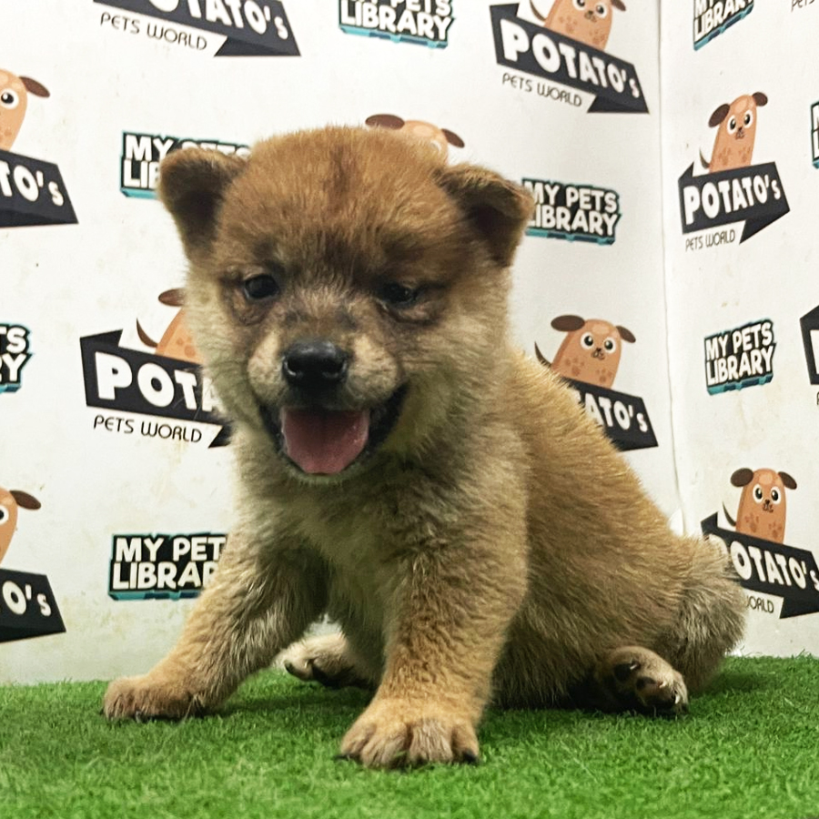 Shiba Inu Puppy (Female) For Sale