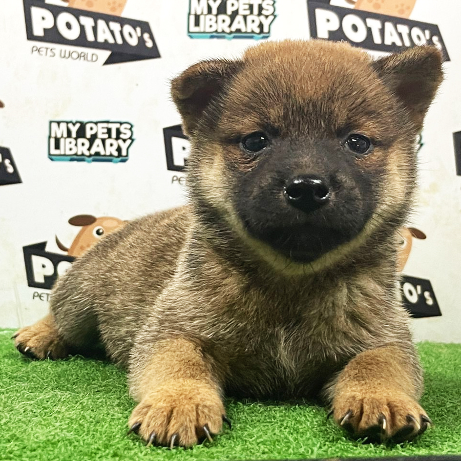 Shiba Inu Puppy (Female) For Sale