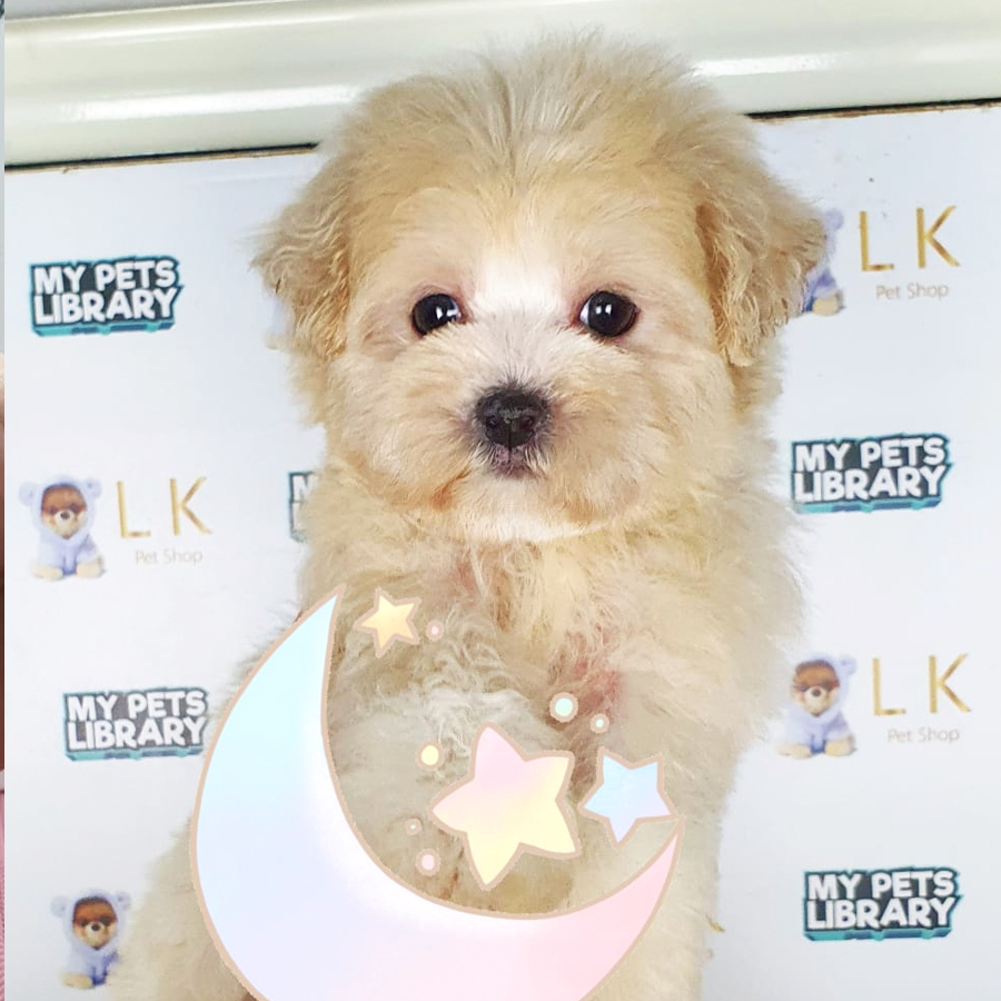 Toy Poodle Puppy (Female) For Sale