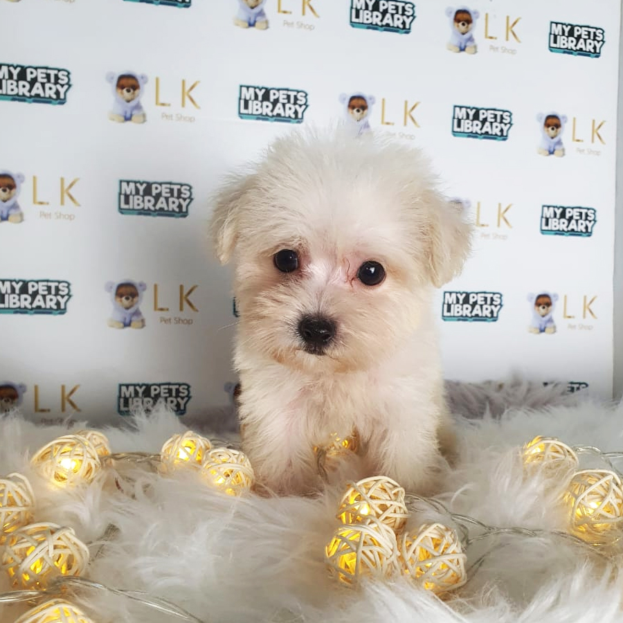Toy Poodle Puppy (Male) For Sale