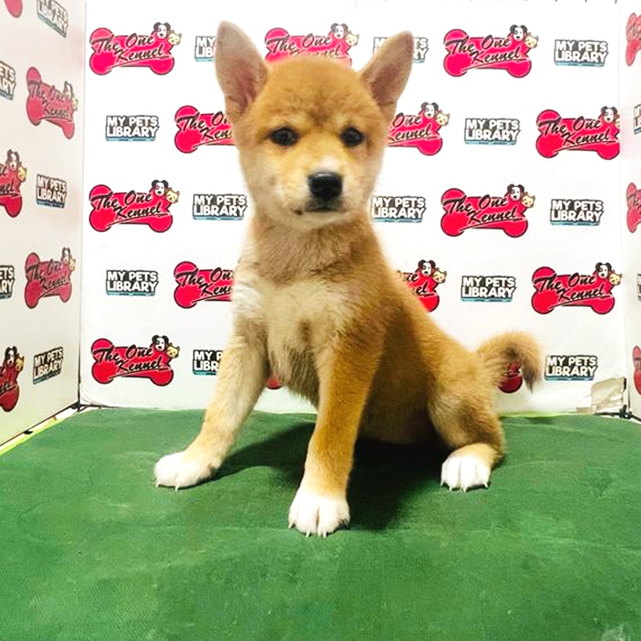 MKA Shiba Inu Puppy (Female) For Sale