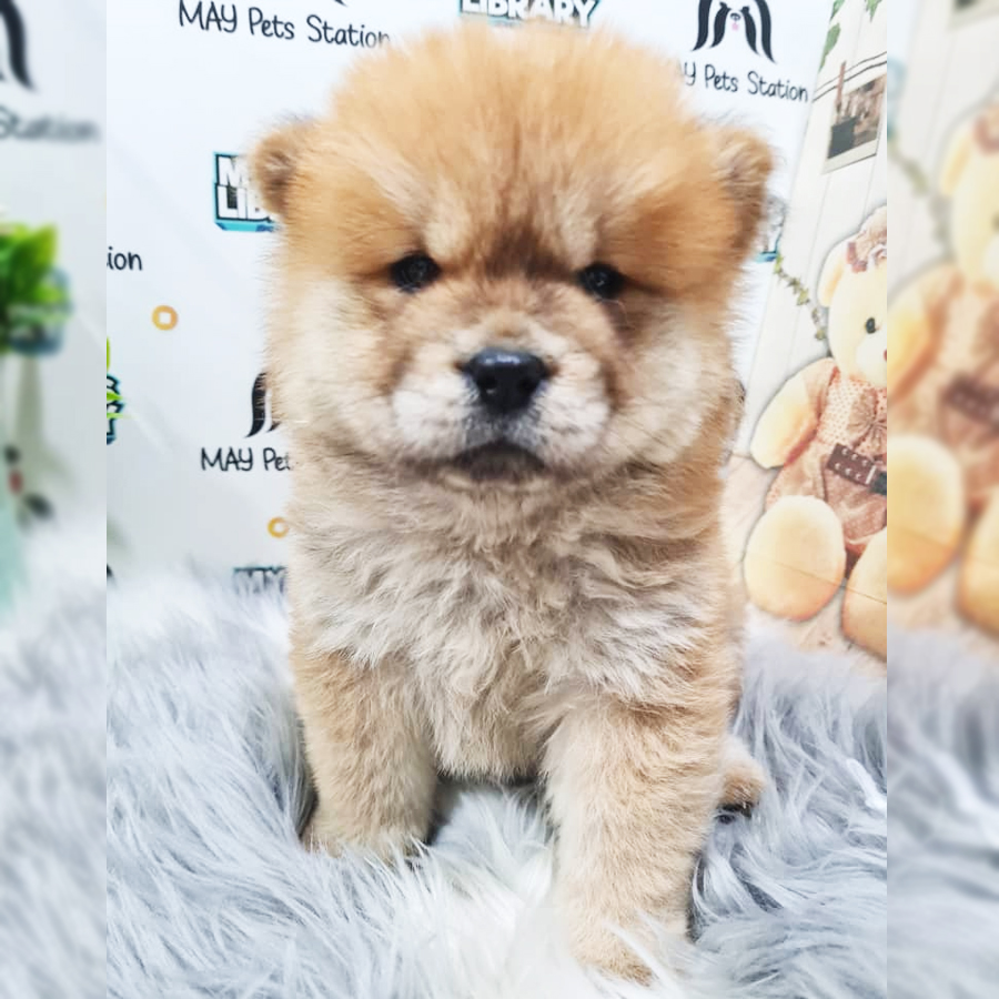 Chow Chow Puppy (Female) For Sale