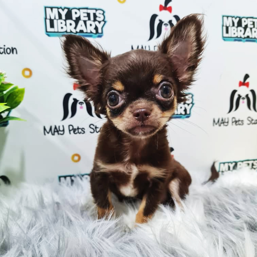 Long Coat Chihuahua Puppy (Male) For Sale