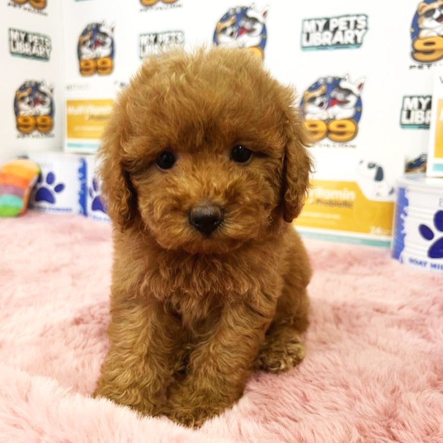 Toy Poodle Puppy (Female) For Sale