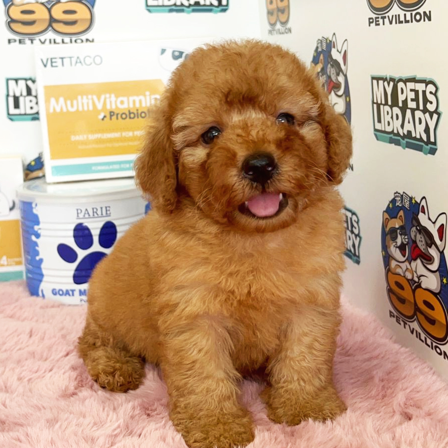 Toy Poodle Puppy (Male) For Sale