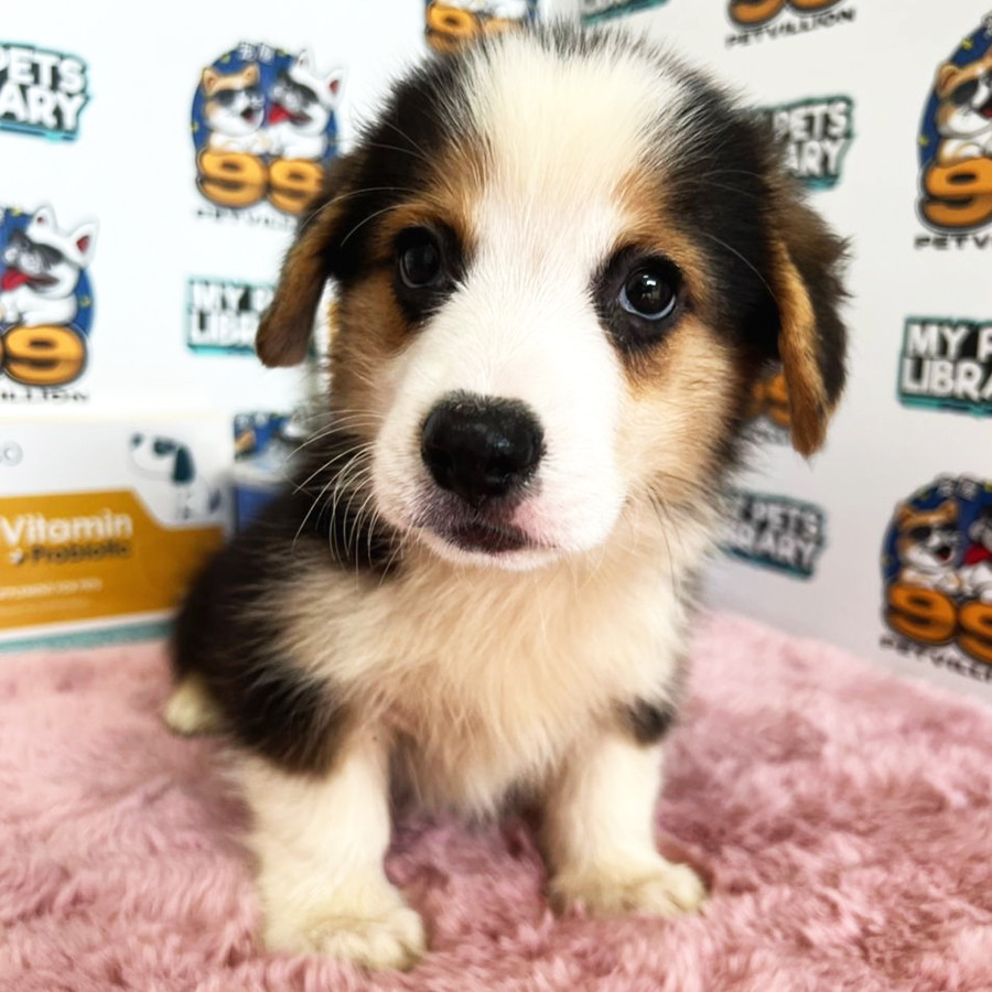 Welsh Corgi Puppy (Male) For Sale