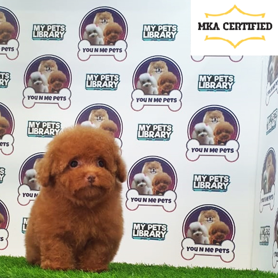 MKA Tiny Poodle Puppy (Female) For Sale