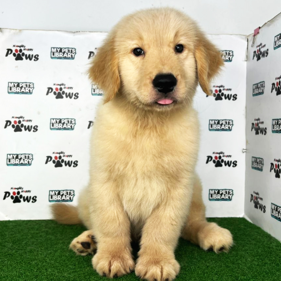 Golden Retriever Puppy (Male) For Sale