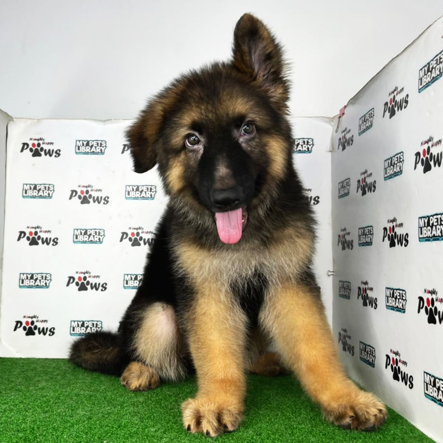 German Shepherd Puppy (Male) For Sale