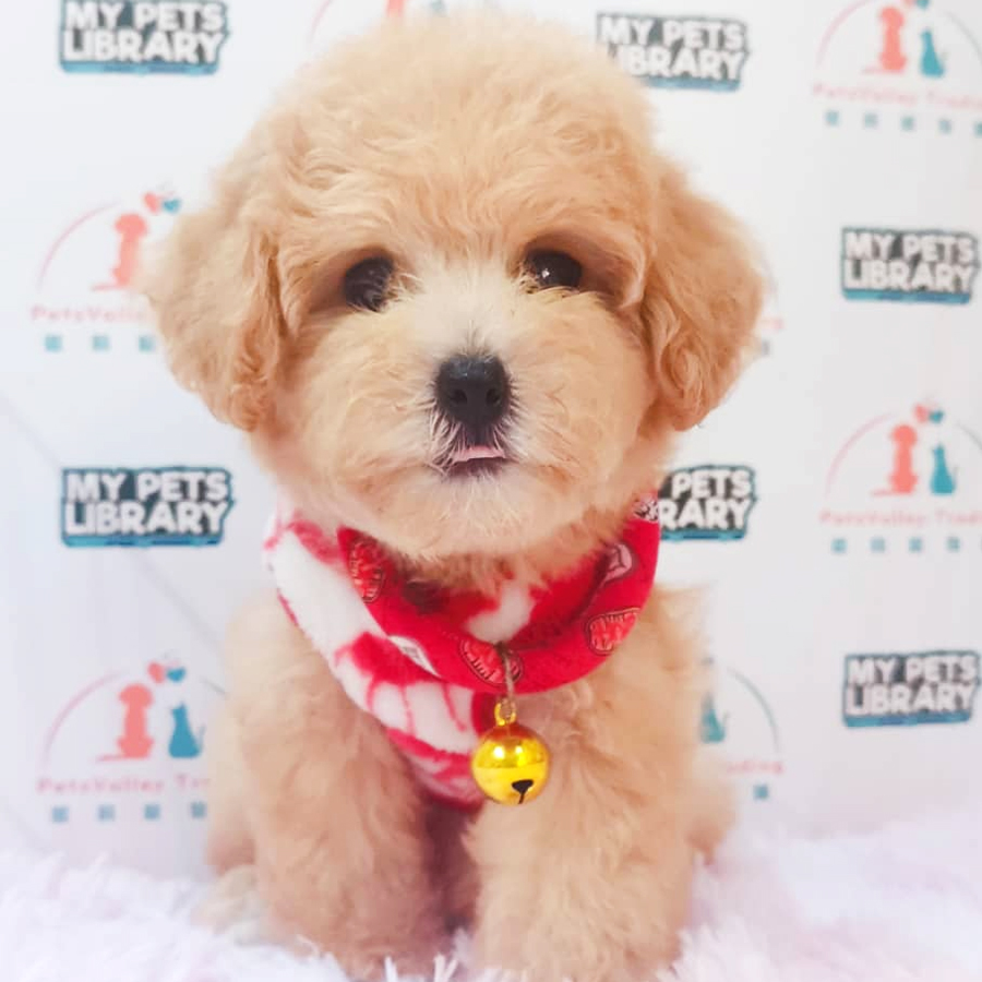 Toy Poodle Puppy (Female) For Sale