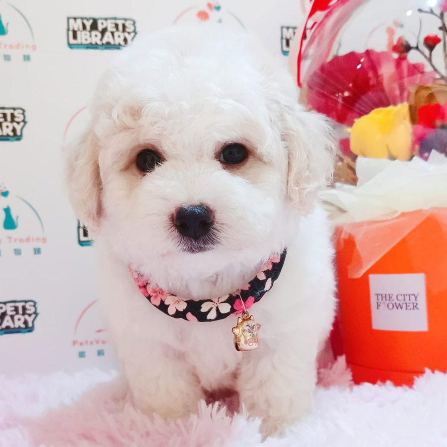 Toy Poodle Puppy (Male) For Sale