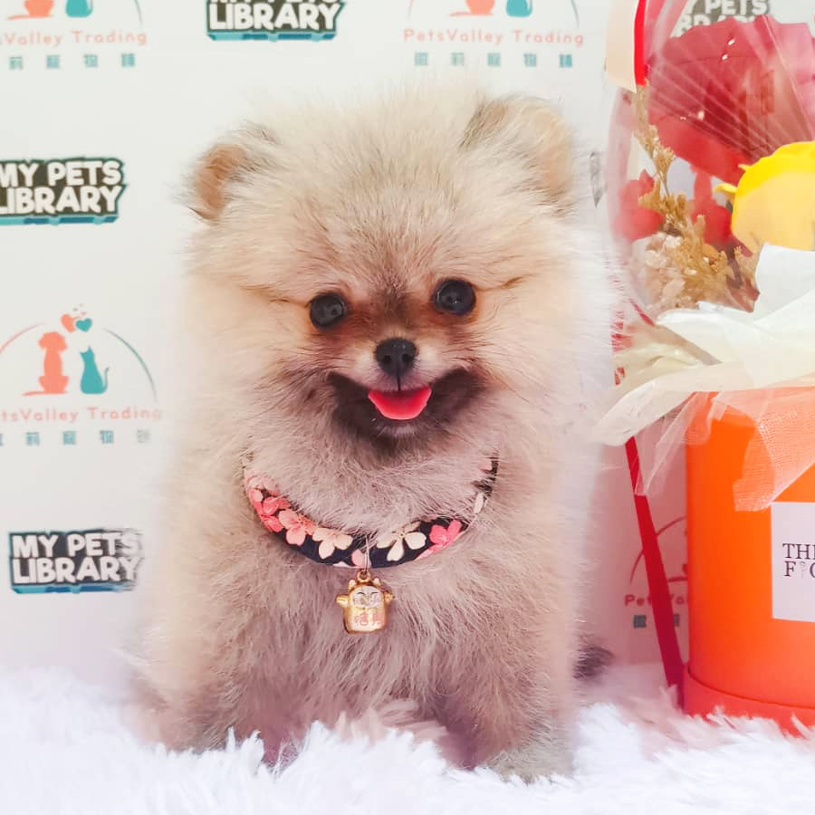 Pomeranian Puppy (Female) For Sale
