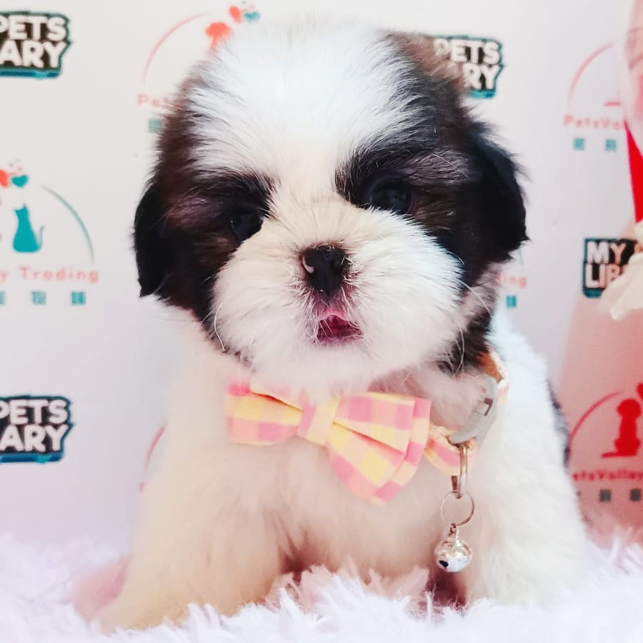 Shih Tzu Puppy (Male) For Sale